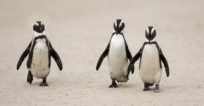 Колония пингвинов на Баулдерс Бич, ЮАР	