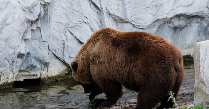 Медведи - Камчатка, Россия