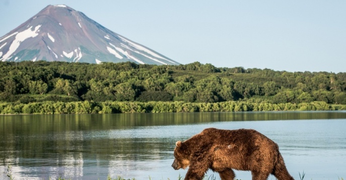 Экспедиция На Камчатку: к косаткам и медведям!