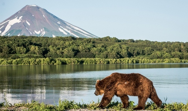 Экспедиция На Камчатку: к косаткам и медведям!