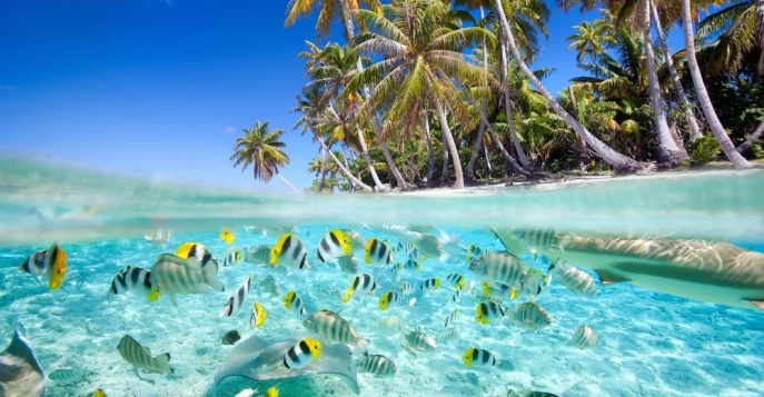 Подводное плавание или дайвинг в круизе по Сейшелам