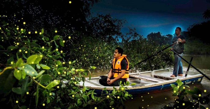 Экскурсия на реку светлячков, Малайзия