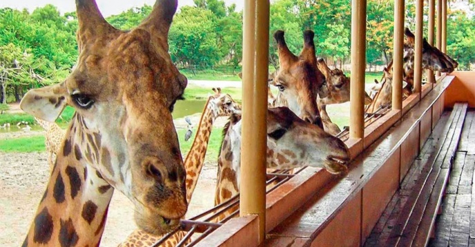Safari World, Таиланд