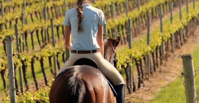 Перед дегустацией мы предложим Вам совершить конную прогулку по изумрудным виноградникам