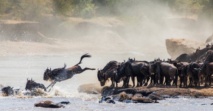 Великая миграция животных в Кении