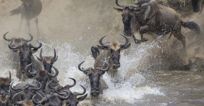 Великая Миграция животных в Танзании