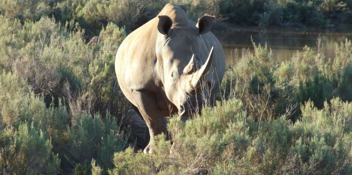 Белые носороги в заповедниках ЮАР