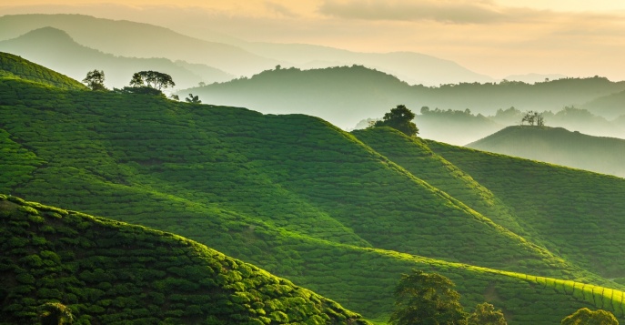 Cameron Highlands