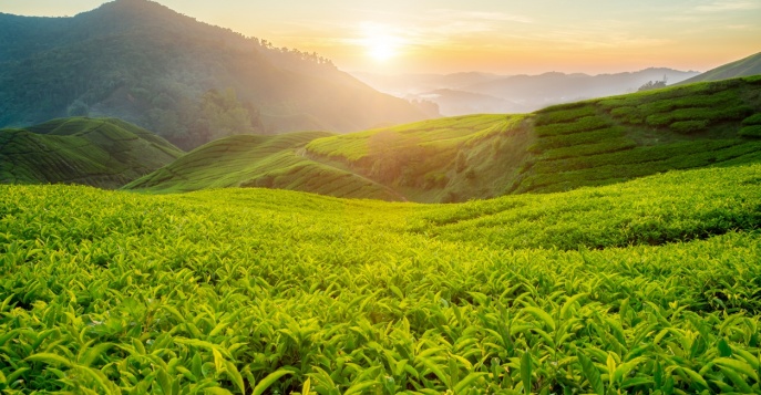 Cameron Highlands