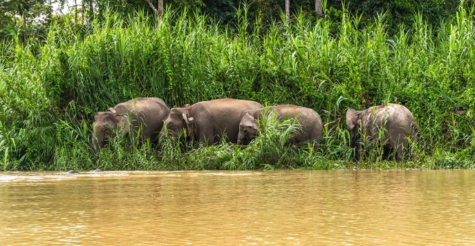 Семейство карликовых слоников, Малайзия