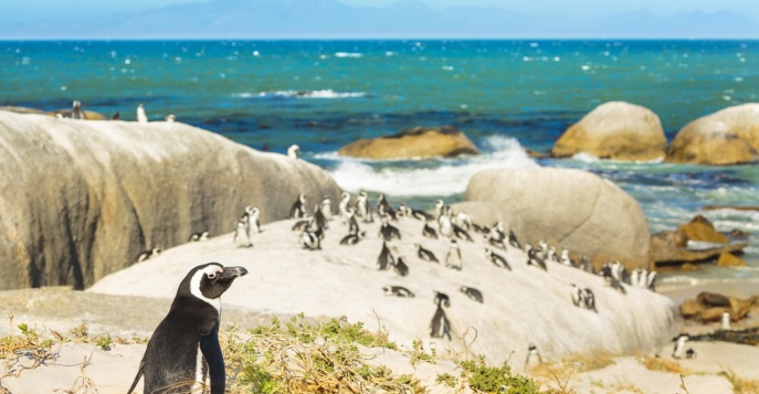 Пляж пингвинов Болдерс, ЮАР