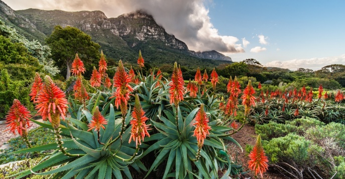 Ботанические сады Кирстенбош, ЮАР