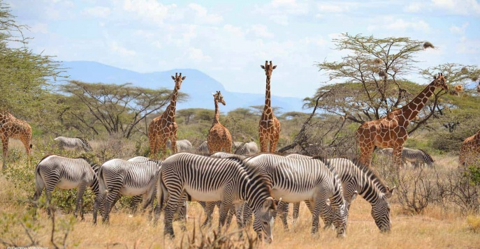 Национальный парк Самбуру, Кения