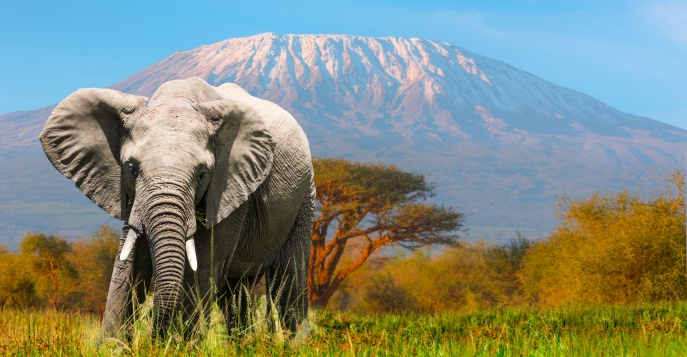 Сафари в Кении