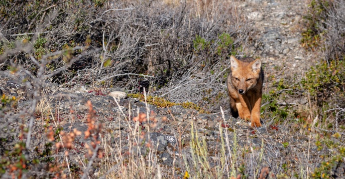 Экспедиционный круиз по ледникам и фьордам Чилийской Патагонии