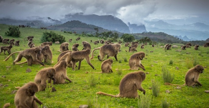 Национальный парк Семиен, Эфиопия