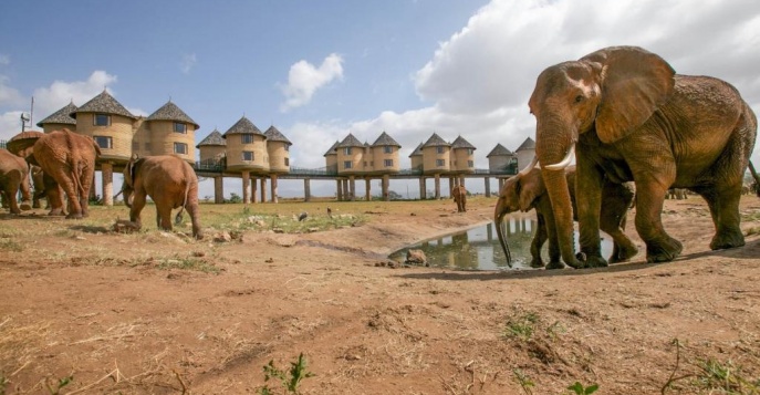 Лодж Salt Lick Safari Lodge, Кения