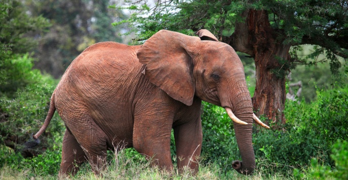 Заповедник дикой природы Таита-Хиллз, Кения