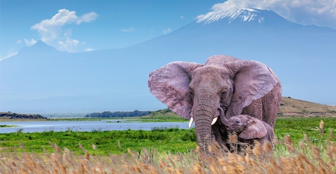 Майские каникулы в Кении: сафари + пляж!