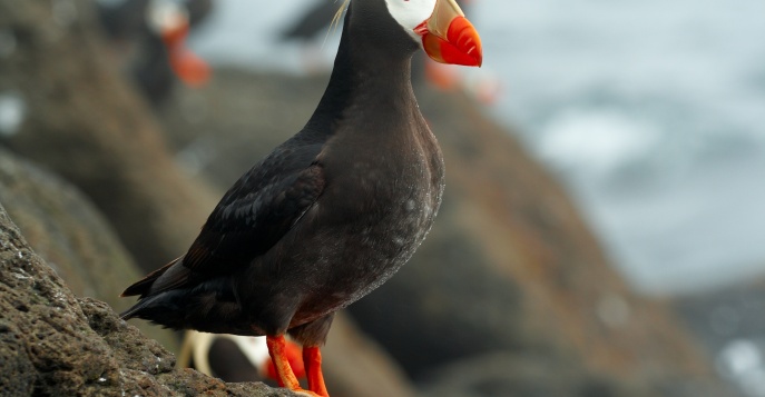 Курильский топорок