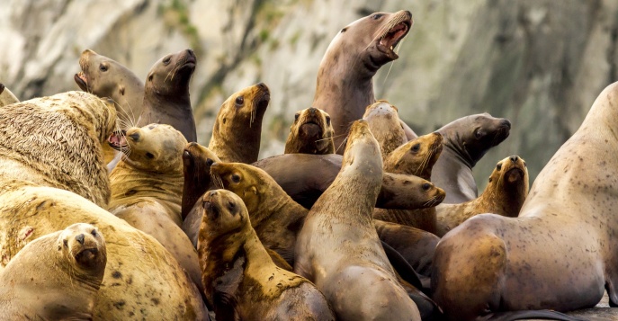 Лежбище сивучей - Курильские острова, Россия