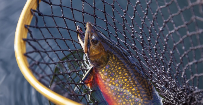 В завершение маршрута мы предложим желающим рыбалку на черного гольца: уникальный шанс добыть эту редкую рыбу прямо в диких водах озера