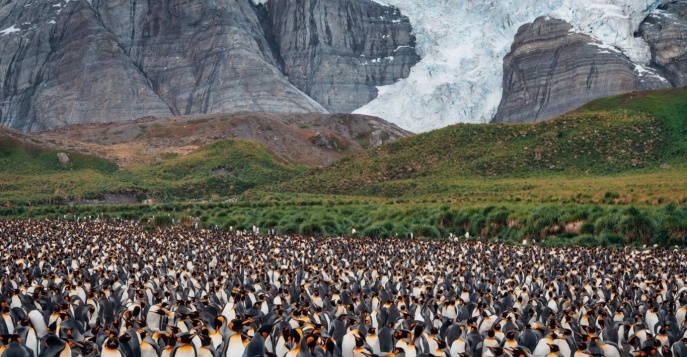 Колония королевских пингвинов в Южной Джорджии