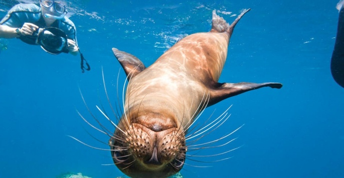 Круиз по Галапагосам на 5 дней на лайнере M/V Galapagos Legend