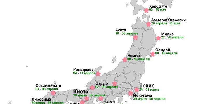 Карта цветения сакуры в 2024 году
