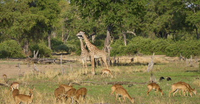 Сафари для искушенных по паркам Замбии и Бостваны!