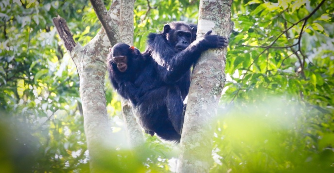 В поисках приматов Руанды