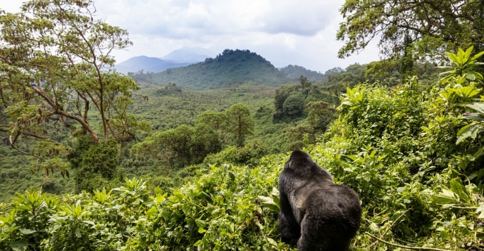 В поисках приматов Руанды
