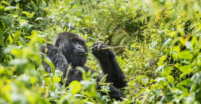 Гориллы и золотые обезьяны Руанды