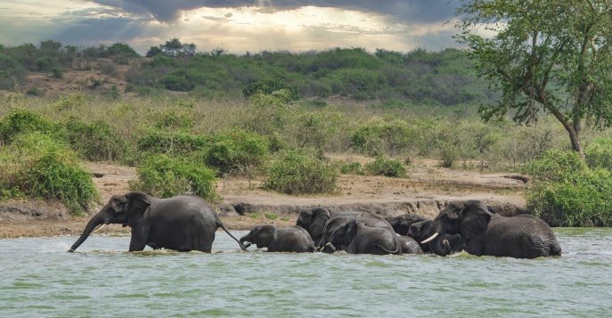 Лес Бвинди, Уганда