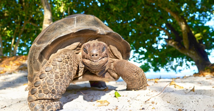 Остров Кюриёз, Сейшельские острова
