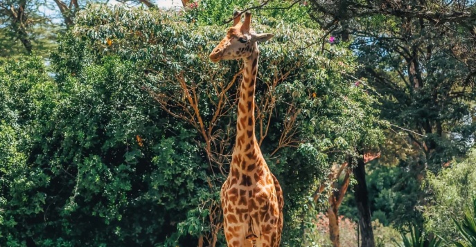 Лодж Lake Naivasha Sopa Lodge - озеро Найваша, Кения