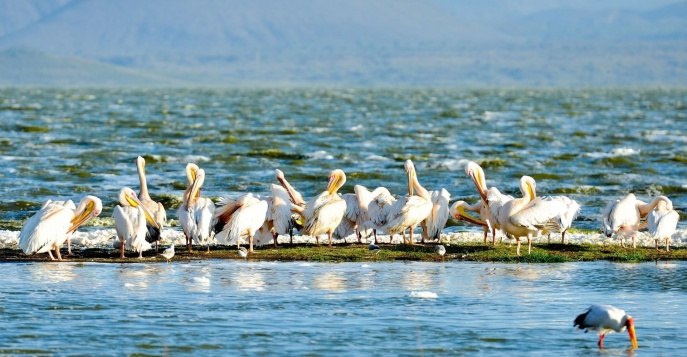 Кэмп Lake Elmenteita Serena Camp - Озеро Элементейта, Кения	