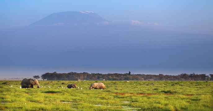 Кэмп Satao Elerai Camp - парк Амбослеи, Кения