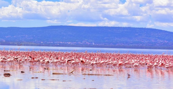 Лодж Lake Nakuru Lodge - Накуру, Кения	