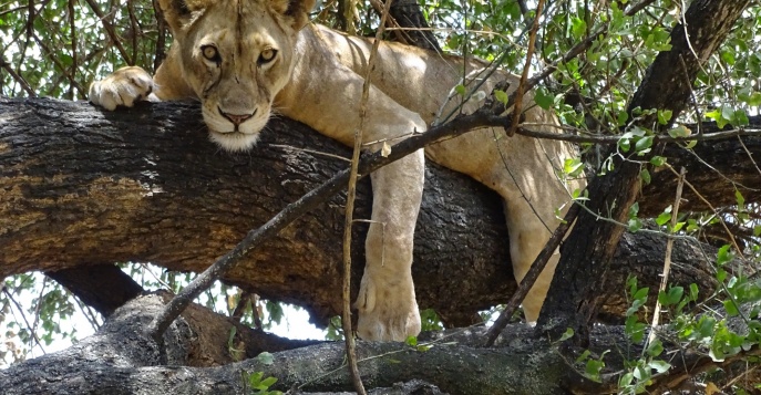 Вечернее сафари на озере Маньяра, известном своими львами, которые забираются на деревья