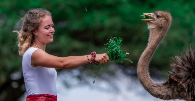 Лодж Serval Wildlife Lodge, Танзания