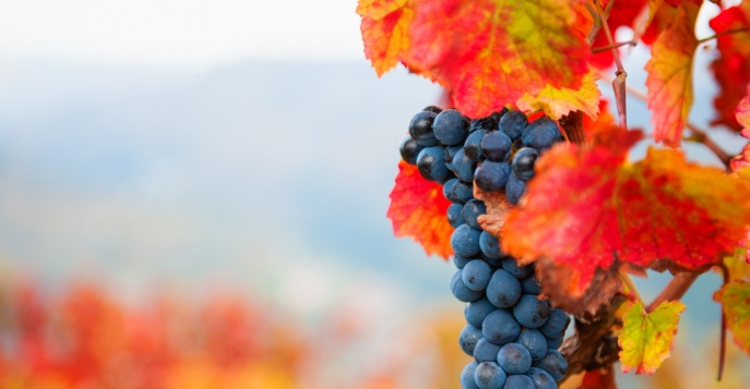 Насладитесь осенними красками в круизе по реке Дору!