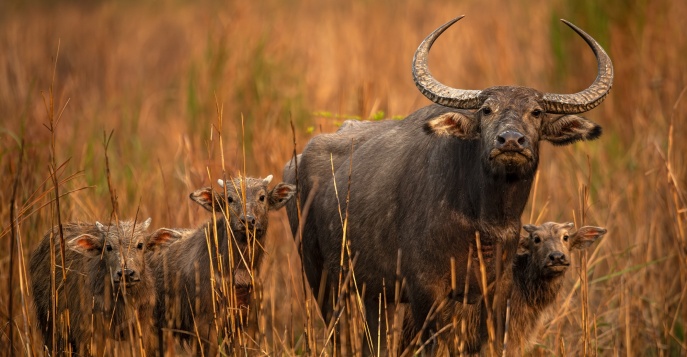 Национальный парк Казиранга, Индия