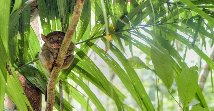 Познакомьтесь с самыми маленькими приматами в мире в специальном заповеднике для долгопятов на Филиппинах