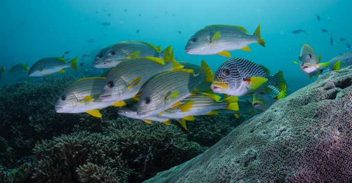 Раджа Ампат, Индонезия
