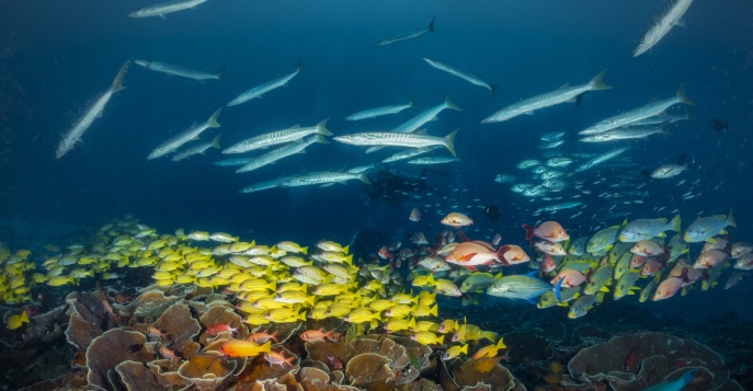 Раджа-Ампат – самый богатый биоразнообразием морской заповедник на планете