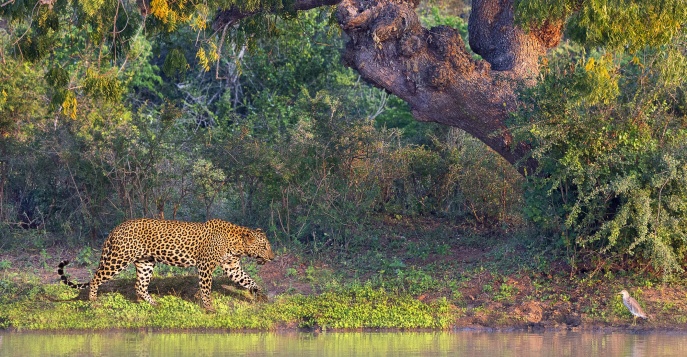 Национальный парк Яла, знаменитый своей большой популяцией леопардов