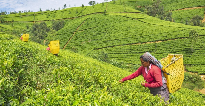 Нувара-Элия, Шри-Ланка