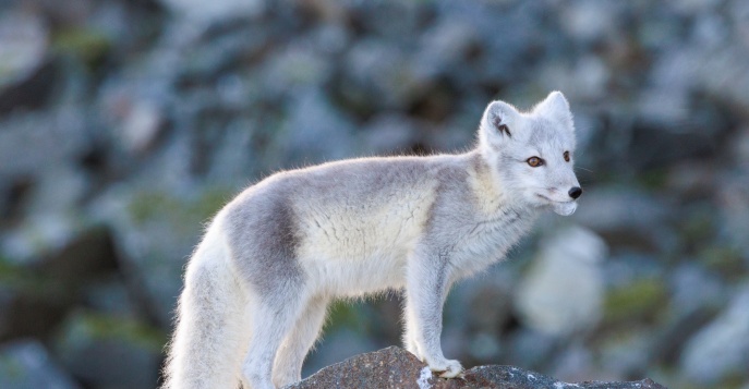Арктическая лисица