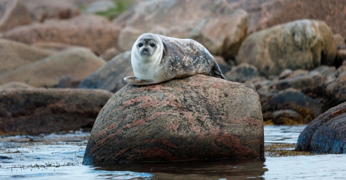 В прибрежных водах можно встретить нерп, тюленей и даже проходящих китов
